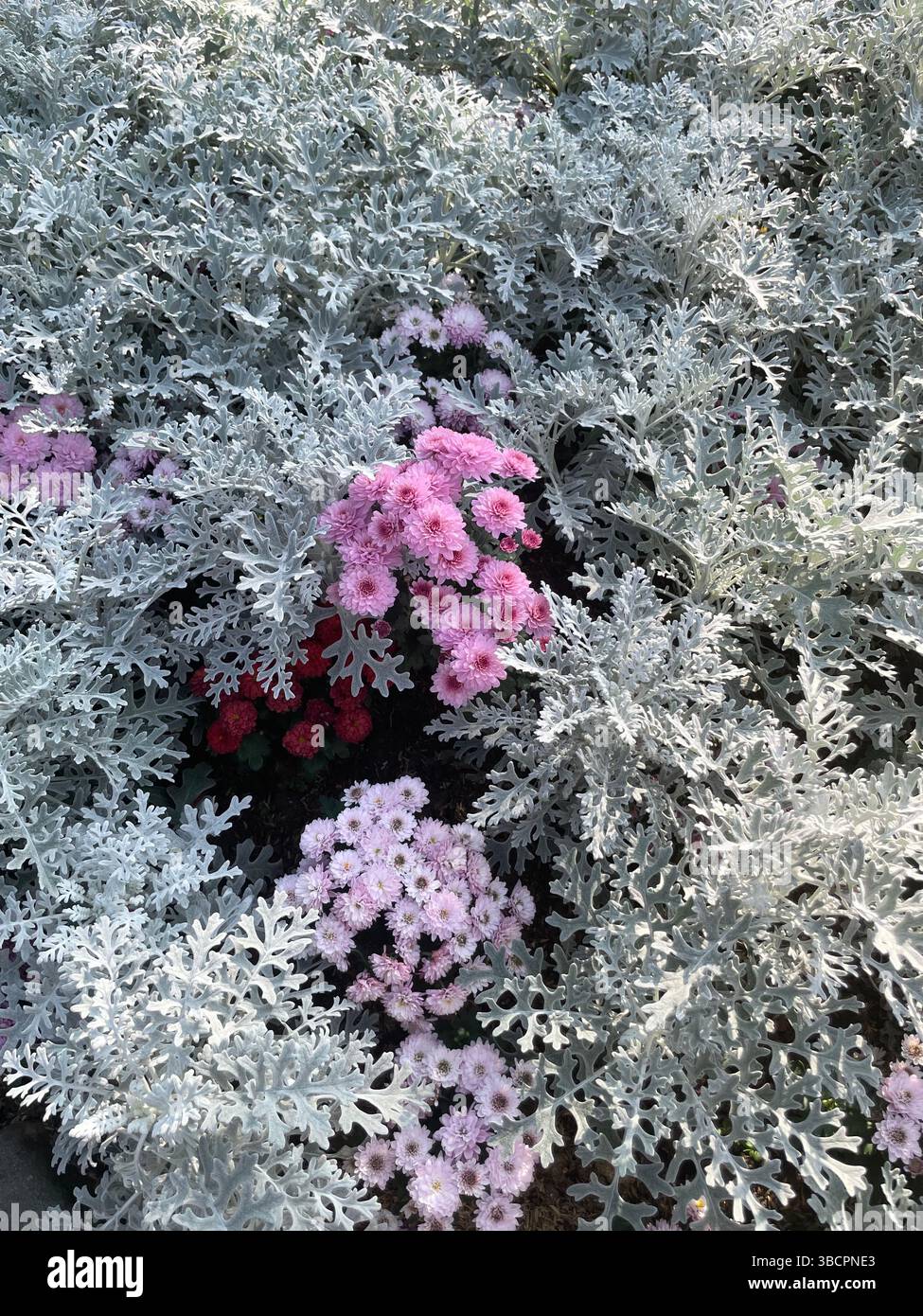 Verleihen Sie jedem Raum Charme mit Silver Ragworts silbrigem Laub und den kräftigen Blüten von Chrysantheme x grandiflorum – Schönheit, die die ganze Saison überdauert. - Smartphone-aufgenommenes Stockfoto