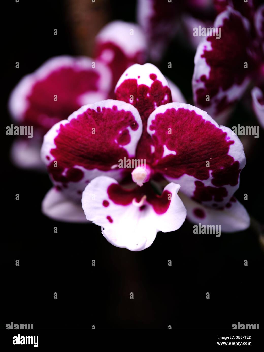 Wunderschöne Orchideenblüte mit auffälligen lila und weißen Blüten in einer natürlichen Umgebung Stockfoto