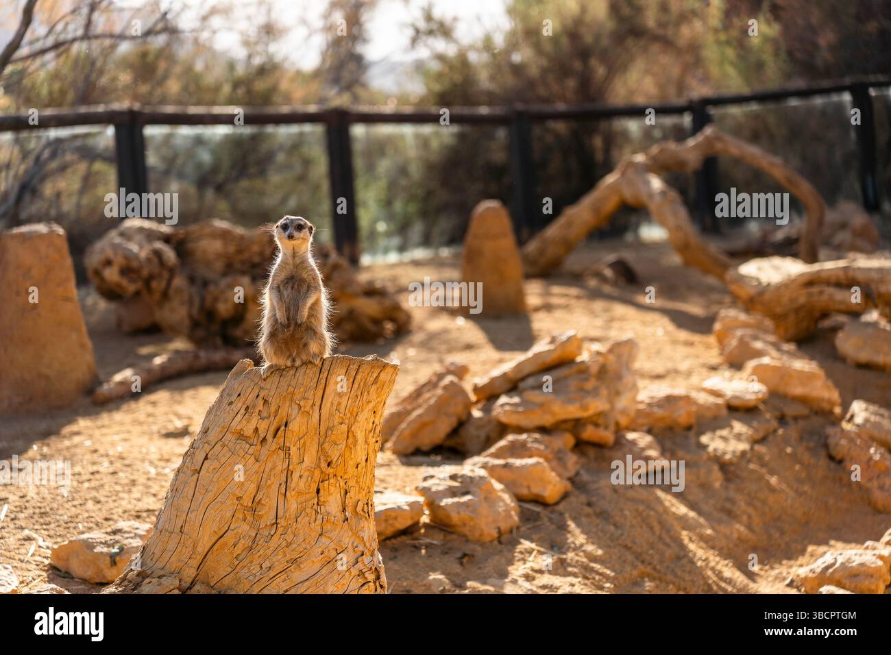 Frettchen Wild Animal in Tabernas, Spanien, Europa Stockfoto