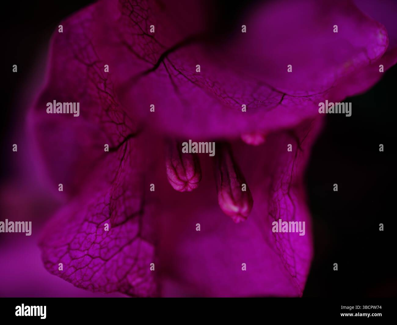 Hellviolette Blume in Nahaufnahme mit komplexen Details und leuchtenden Farben in der Natur bei Tageslicht Stockfoto