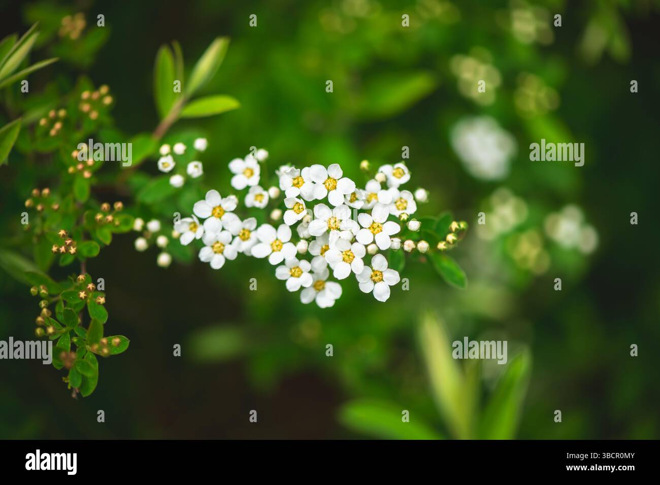 Blühende kleine weiße Blüten mit gelber Mitte auf einem Zweig bilden ein zartes Display vor einem verschwommenen grünen Hintergrund, das die Schönheit des Frühlings A verkörpert Stockfoto