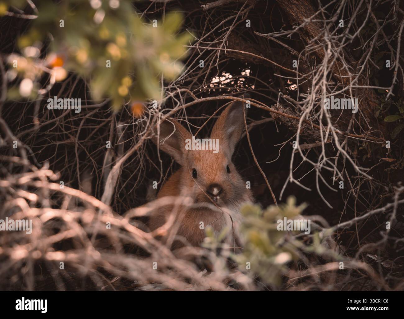 Jungkaninchen (Oryctolagus cuniculus), teilweise versteckt und aus dichten, trockenen Ästen und Laub heraus blickt. Das kleine Säugetier ist getarnt. Stockfoto