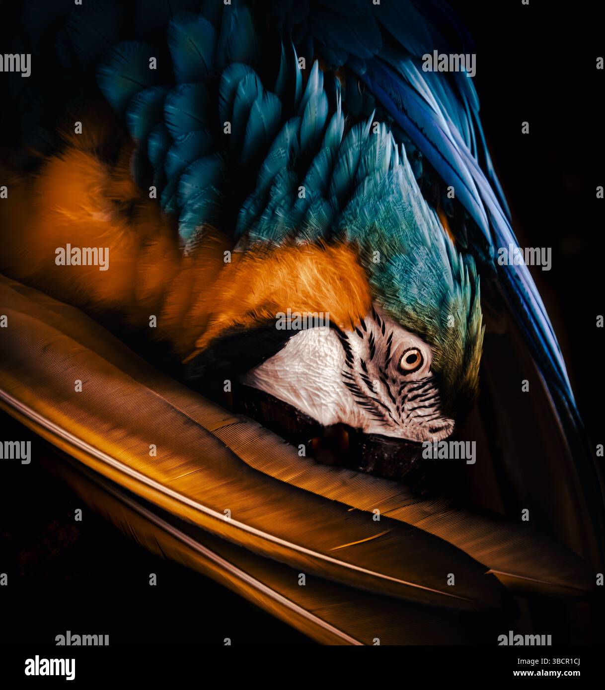 Die lebendige Schönheit eines Papageiens mit seinen filigranen Federn und lebhaften Farben. Das Bild hebt das ausdrucksstarke Profil des Papageiens hervor. Stockfoto