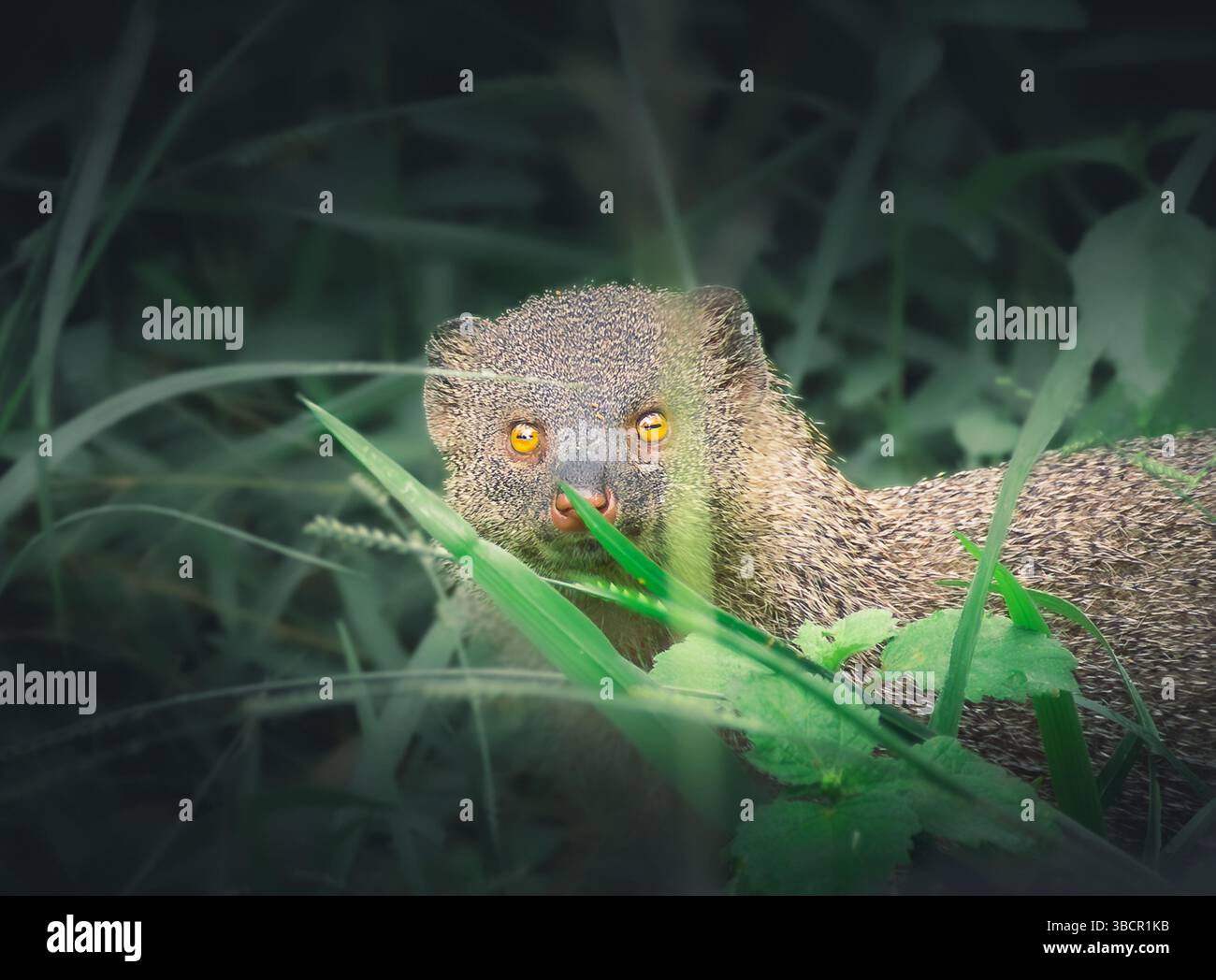 Indischer Graumungo (Herpestes edwardsii), der durch hohes Gras schaut. Das Tier ist wachsam mit markanten orangen Augen, die im grünen Laub sichtbar sind. Stockfoto