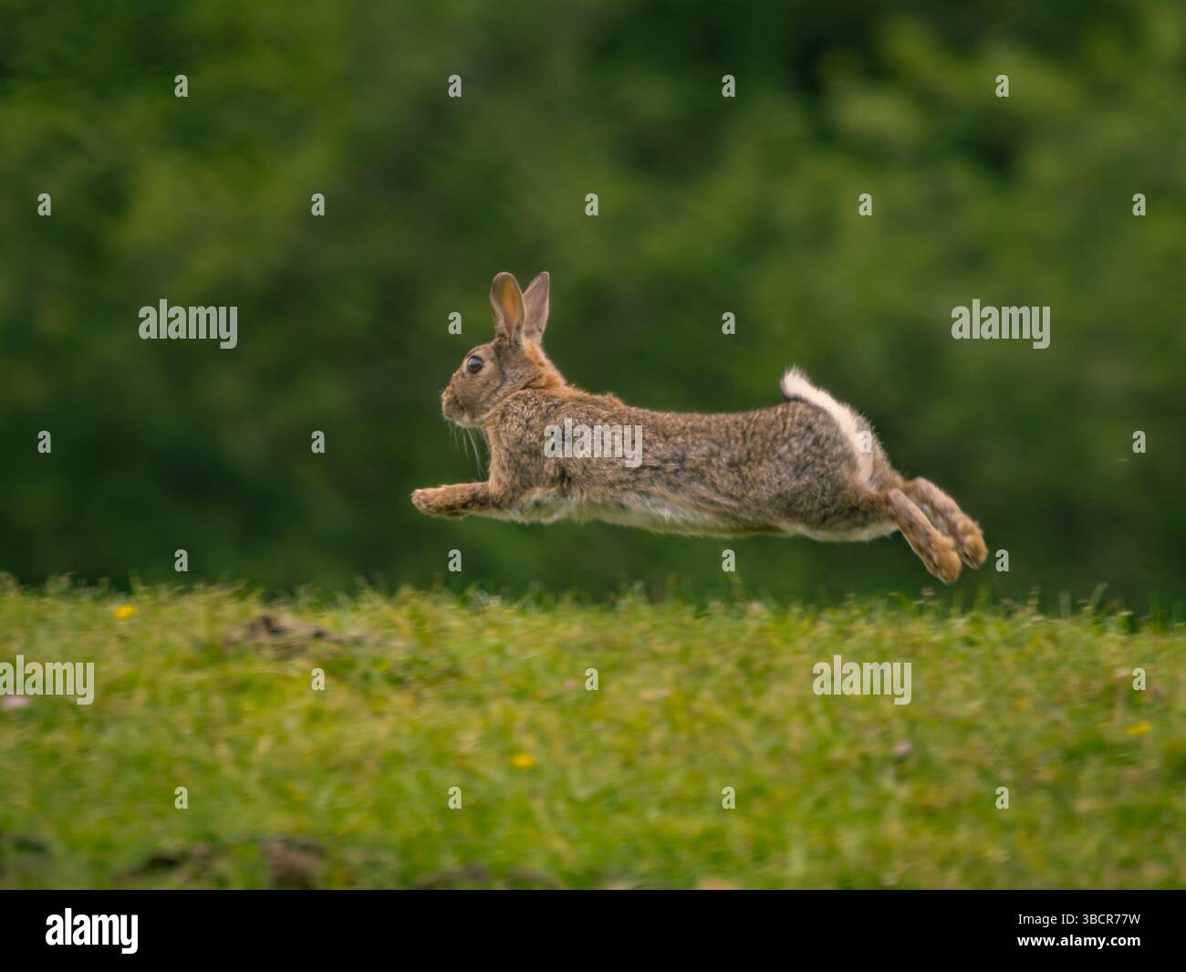 Kaninchen Running Action Shoot, als es in die Luft springt Stockfoto