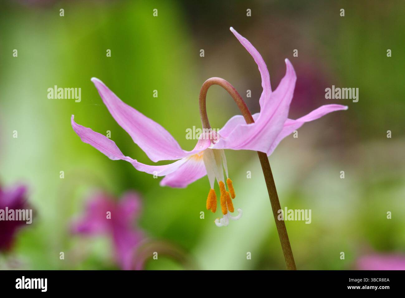 Erythronium revolutum Knightshayes Pink, Mahagoni-Kitzlilie, mit markanten dunkelrosa Blüten und gelben Antheren, im Frühjahr. UK Stockfoto
