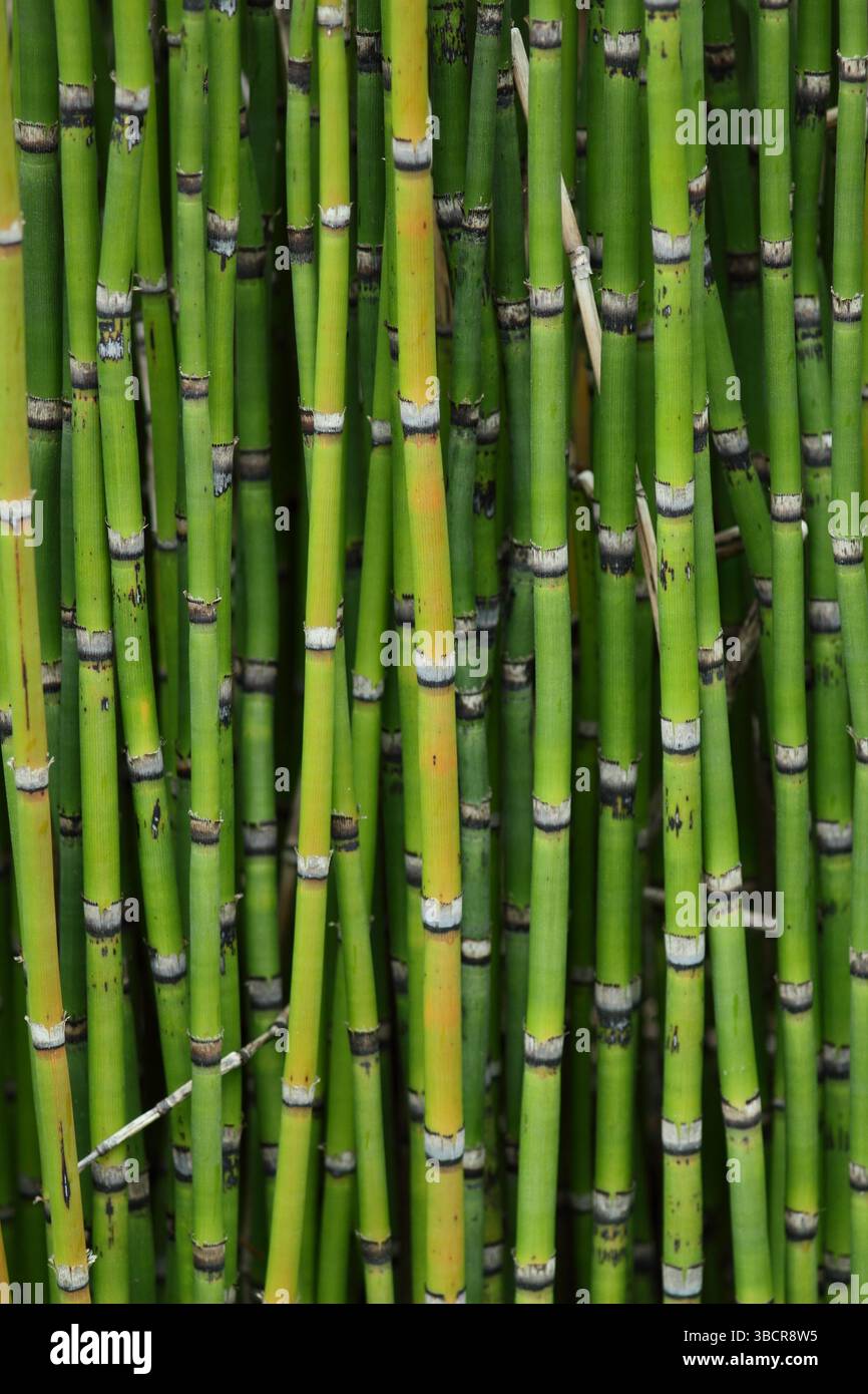 Equisetum Camtschatcense. Kamtschatka Schachtelhalm, eine feuchtigkeitsliebende architektonische Pflanze mit charakteristischen markanten, aufrechten Stängeln. UK Stockfoto