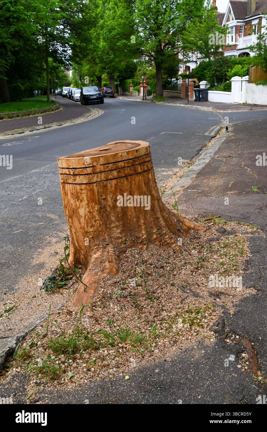 Eine kürzlich abgeholzte Ulme ( Ulmus procera ) im Queens Park in Brighton UK Mai 2025 : Stockfoto