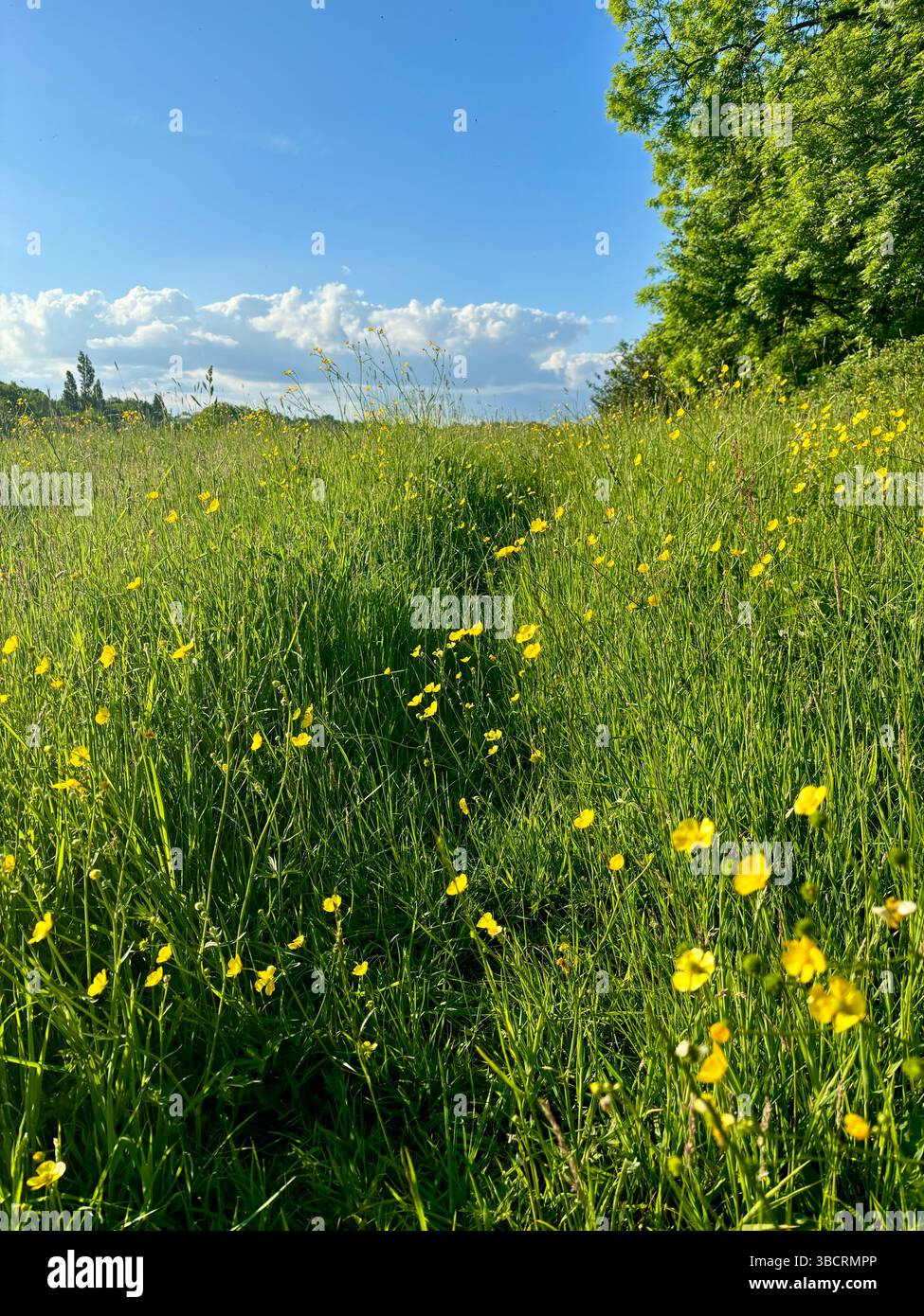 Fußweg durch lange Gräser und Butterblumenwiesen Stockfoto