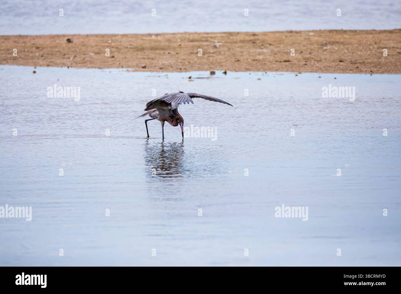 Rötlicher Egret, Egretta rufescens. Diese großen Mitglieder der Reiher-Familie ernähren sich, indem sie in flachen Gewässern tanzen. Stockfoto