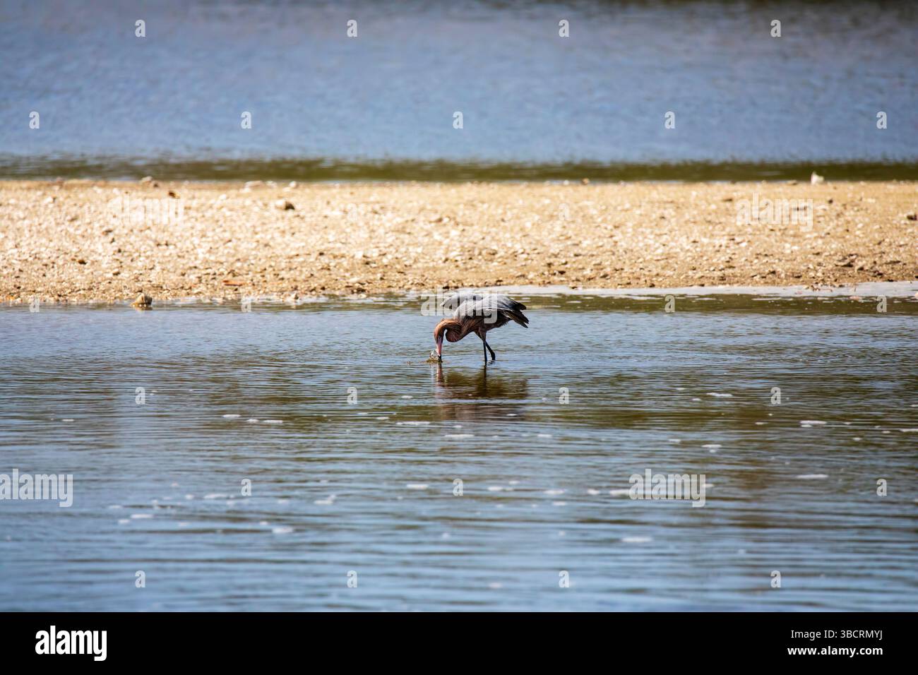Rötlicher Egret, Egretta rufescens. Diese großen Mitglieder der Reiher-Familie ernähren sich, indem sie in flachen Gewässern tanzen. Stockfoto