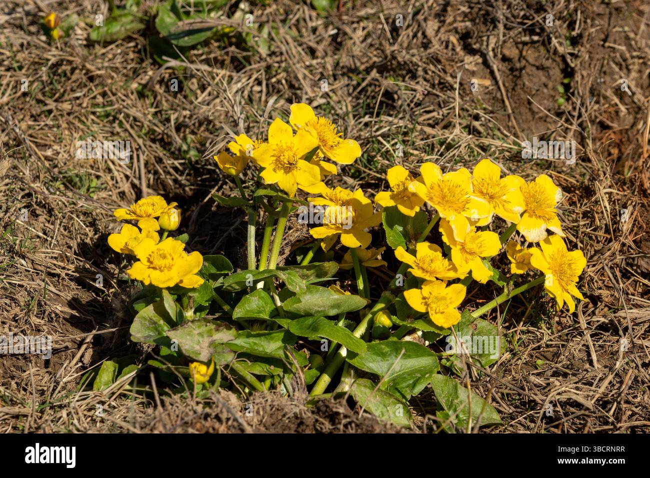 Marsh Marigolds in Blume im Frühling Stockfoto