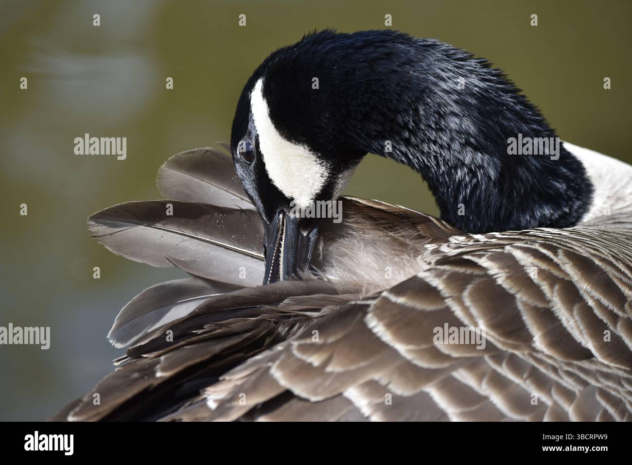 Rahmenfüllendes Nahaufnahme Portrait einer Kanadas-Gans (Branta canadensis), mit sichtbaren Zähnen, vor weichem Wasser Hintergrund, in Großbritannien Stockfoto