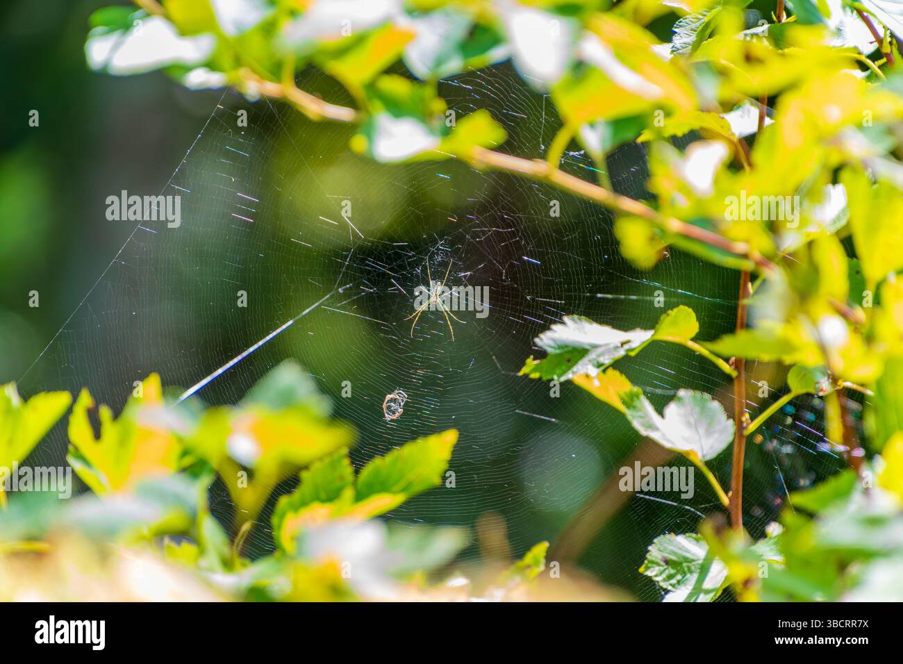 Spinnennetz Glitzert Zwischen Sonnendurchfluteten Grünen Blättern Stockfoto