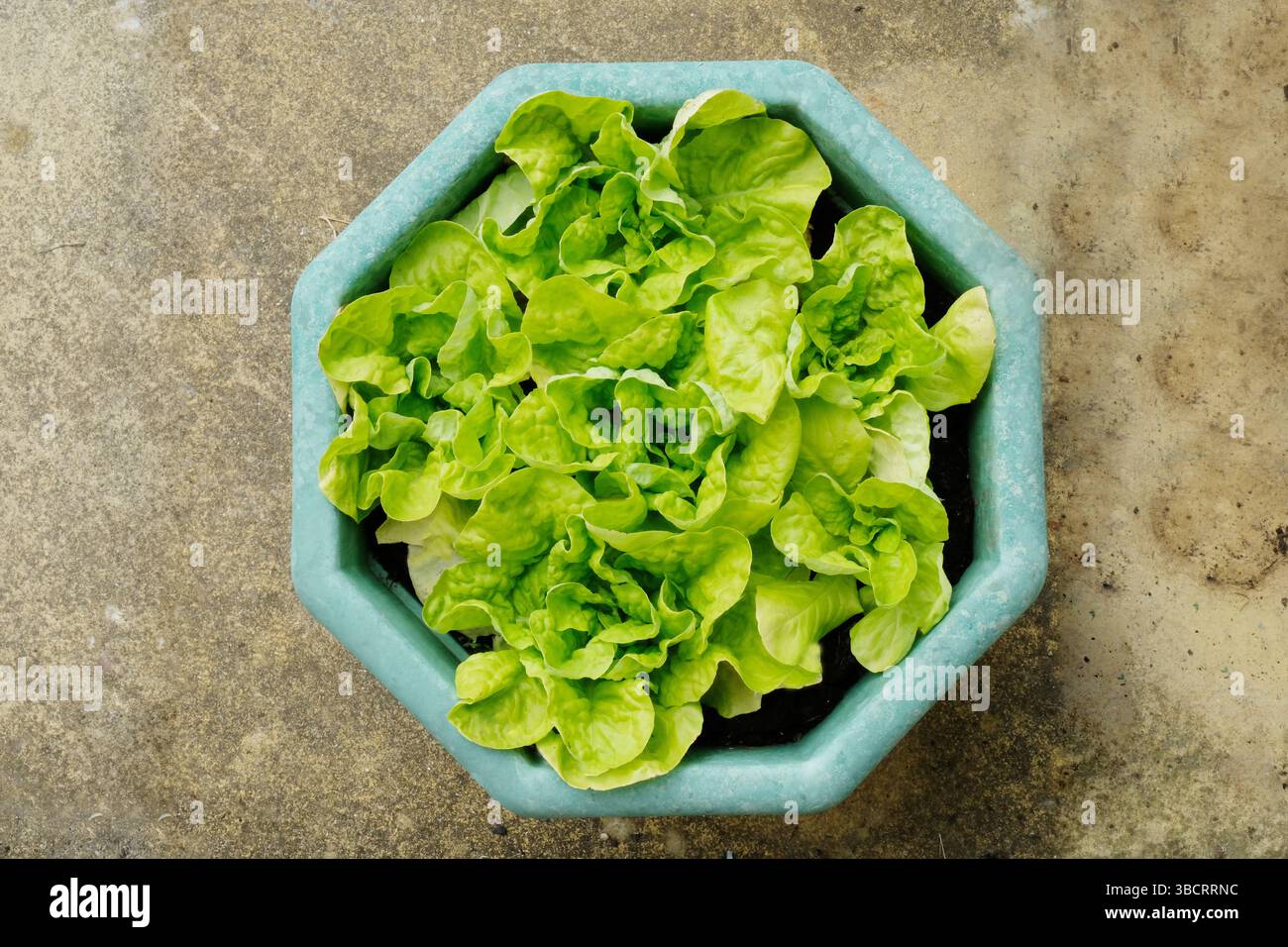 Kopfaufnahme von gebürsteten Salatpflanzen - John Gollop Stockfoto