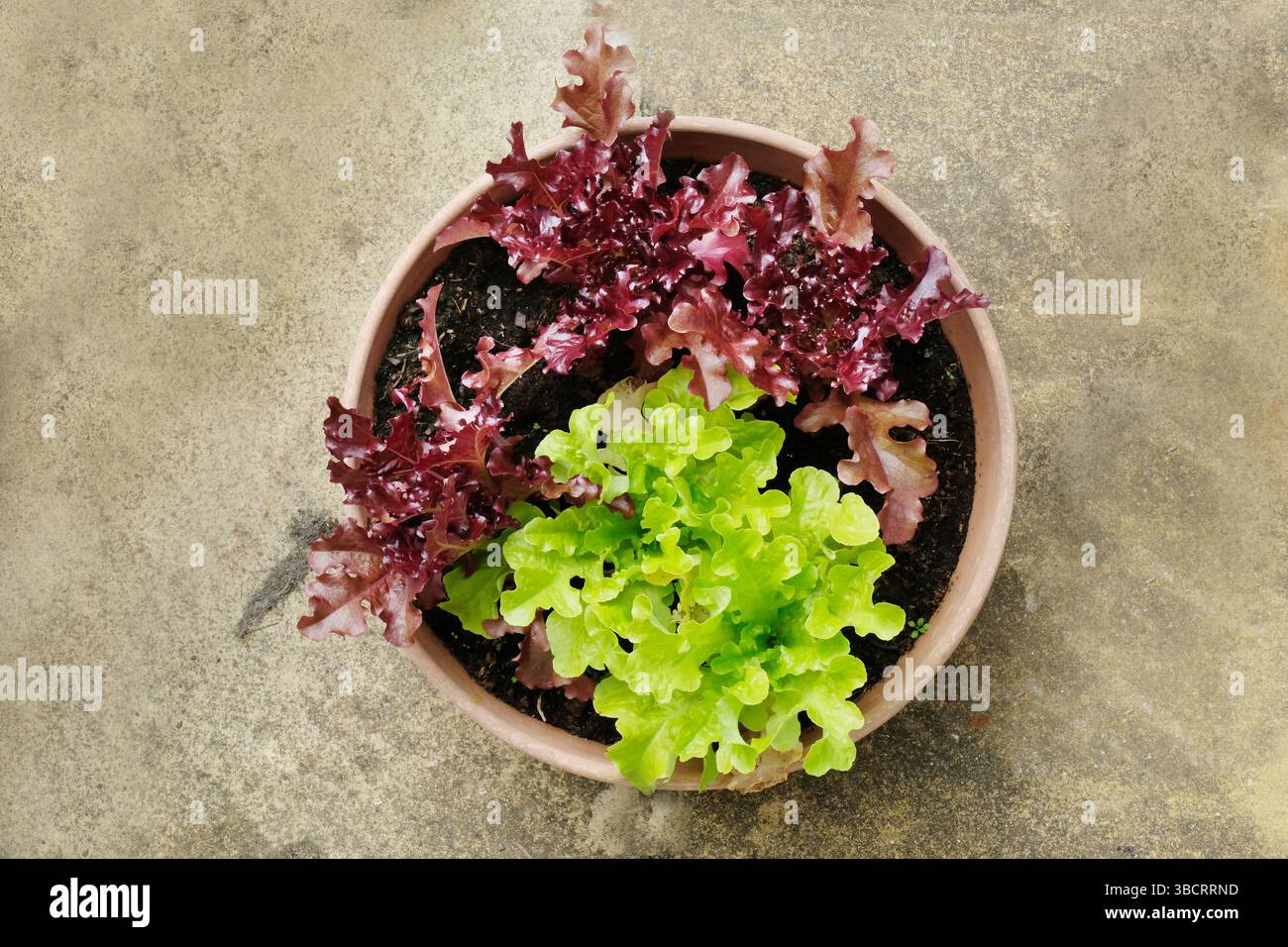 Über dem Kopf geschnittene Schnitte und wieder bunte Salatpflanzen Stockfoto