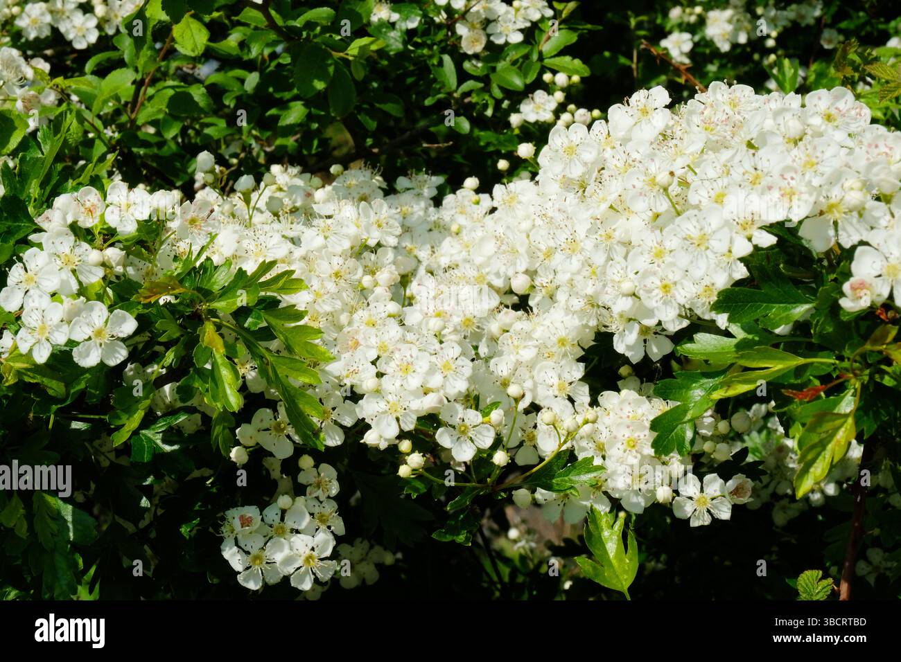 Möge Baum oder Weißdorn in voller Blüte sein Stockfoto