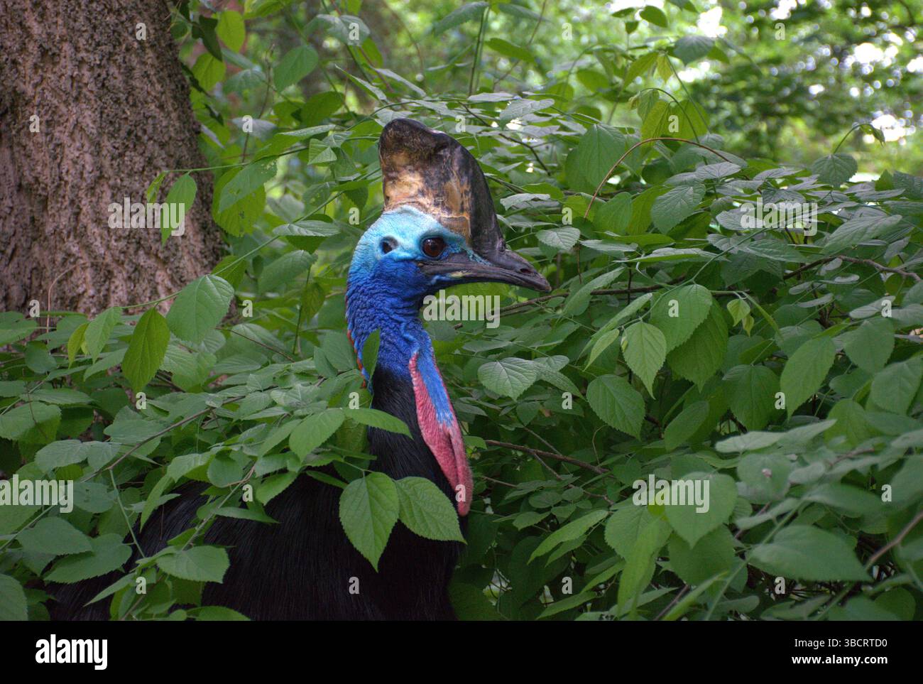 Farbenfrohe Kasuar steht inmitten üppig grüner Blätter in einem tropischen Dschungelwald. Großer, flugunfähiger Vogel, leuchtend blauer Kopf, rote Wattles. Regenwald. Stockfoto