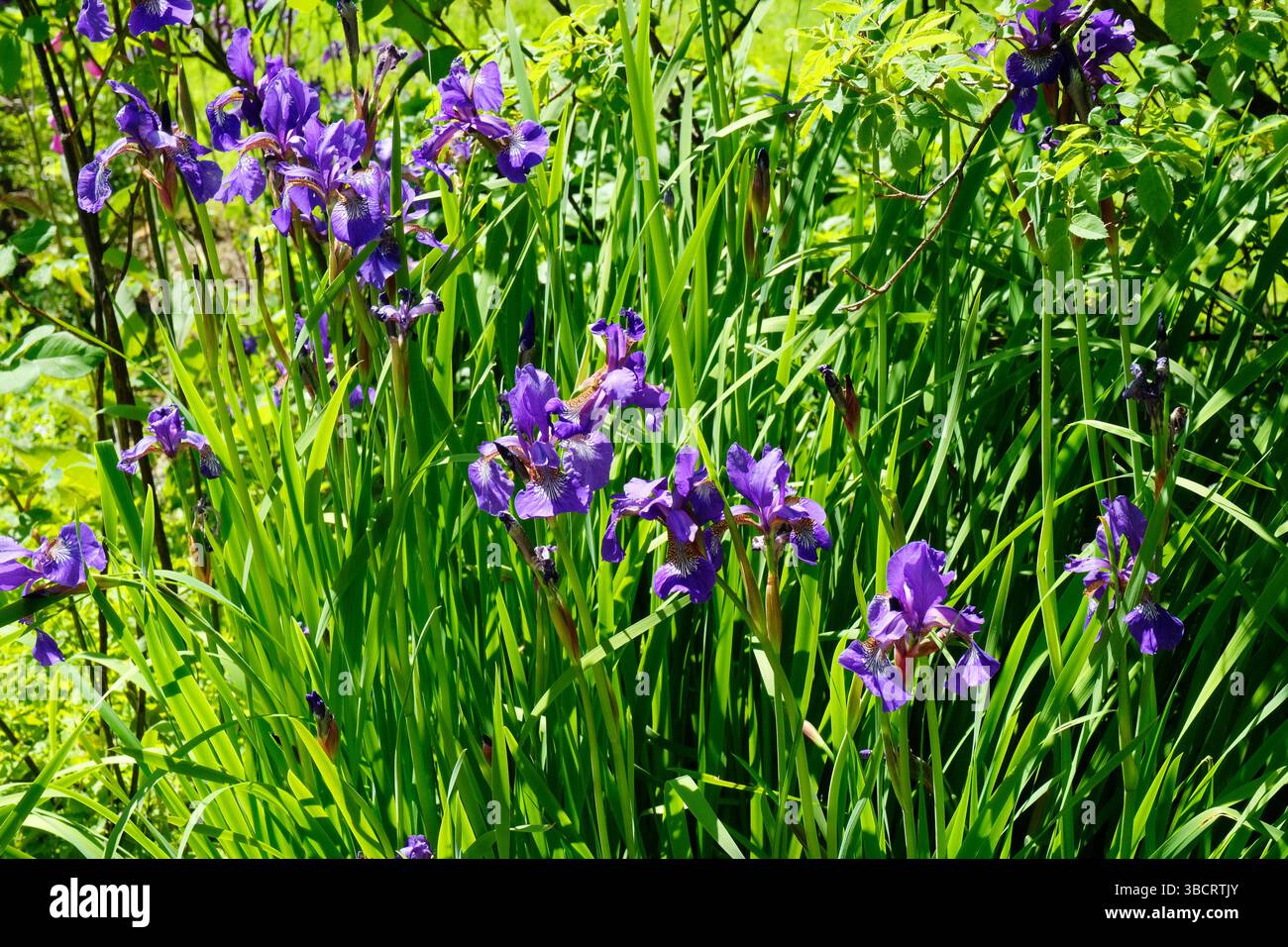 Sibirische FlaggenIris wächst an einem sonnigen Gartenrand Stockfoto
