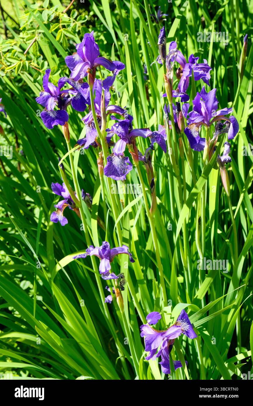 Sibirische FlaggenIris wächst an einem sonnigen Gartenrand Stockfoto