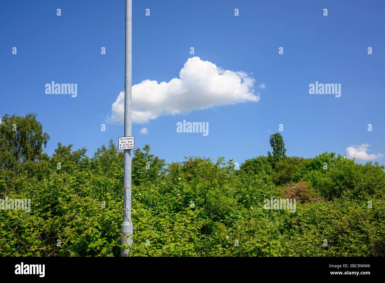 Kein Ladeschild an einem Laternenpfahl mit grünen Büschen, blauem Himmel und flauschiger weißer Wolke. Stockfoto