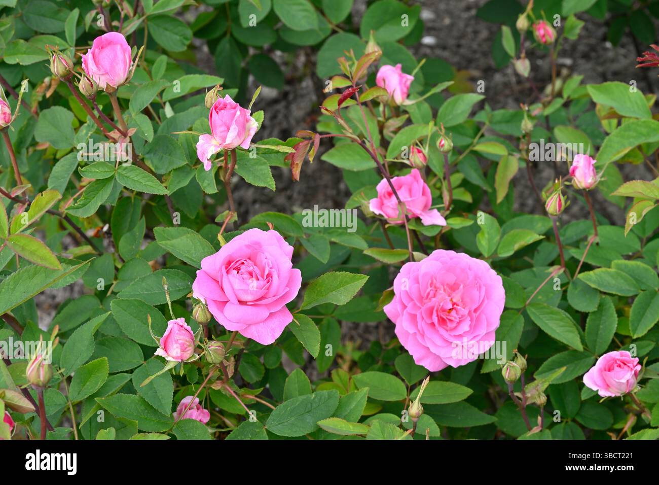 Doppelte rosafarbene Blüten der englischen Strauchrose Rosa der Mayflower UK Garten Mai Stockfoto