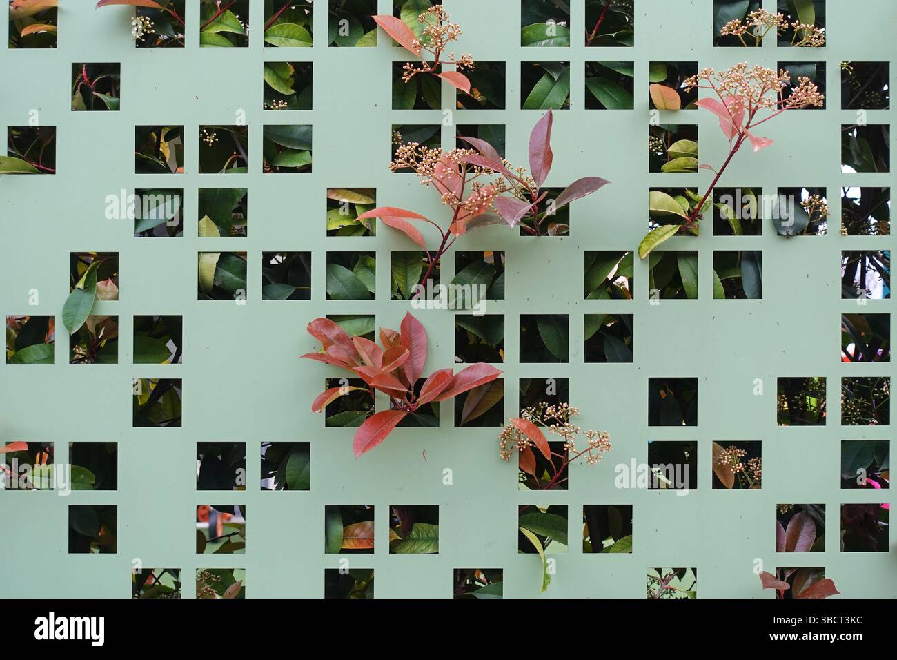 Pflanzenblätter, die durch den Zaun schauen, quadratische Löcher im Hintergrund. Stockfoto