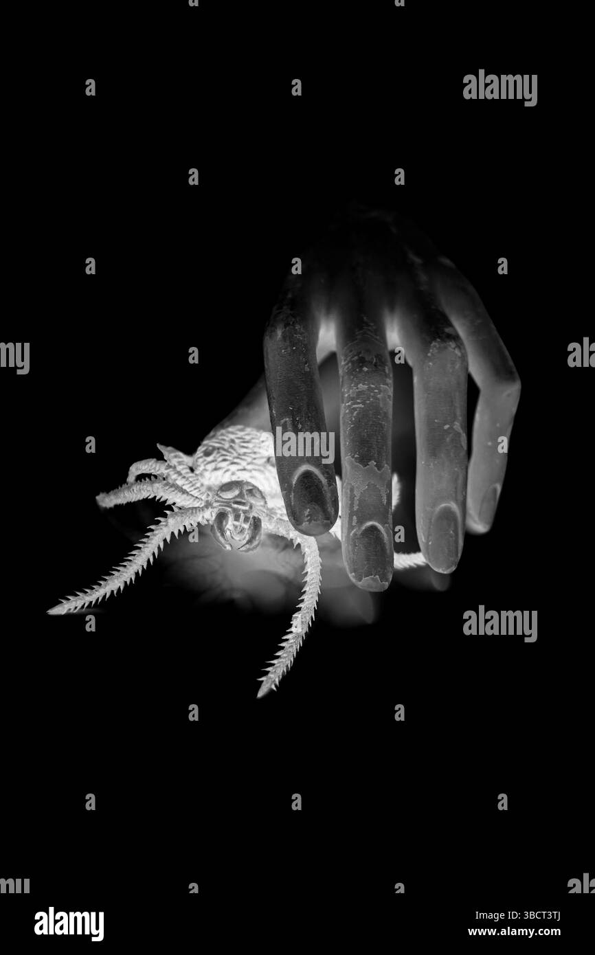 Gruselige alte Puppenhand mit gruseliger Spinne. Schwarz-weiß. Stockfoto