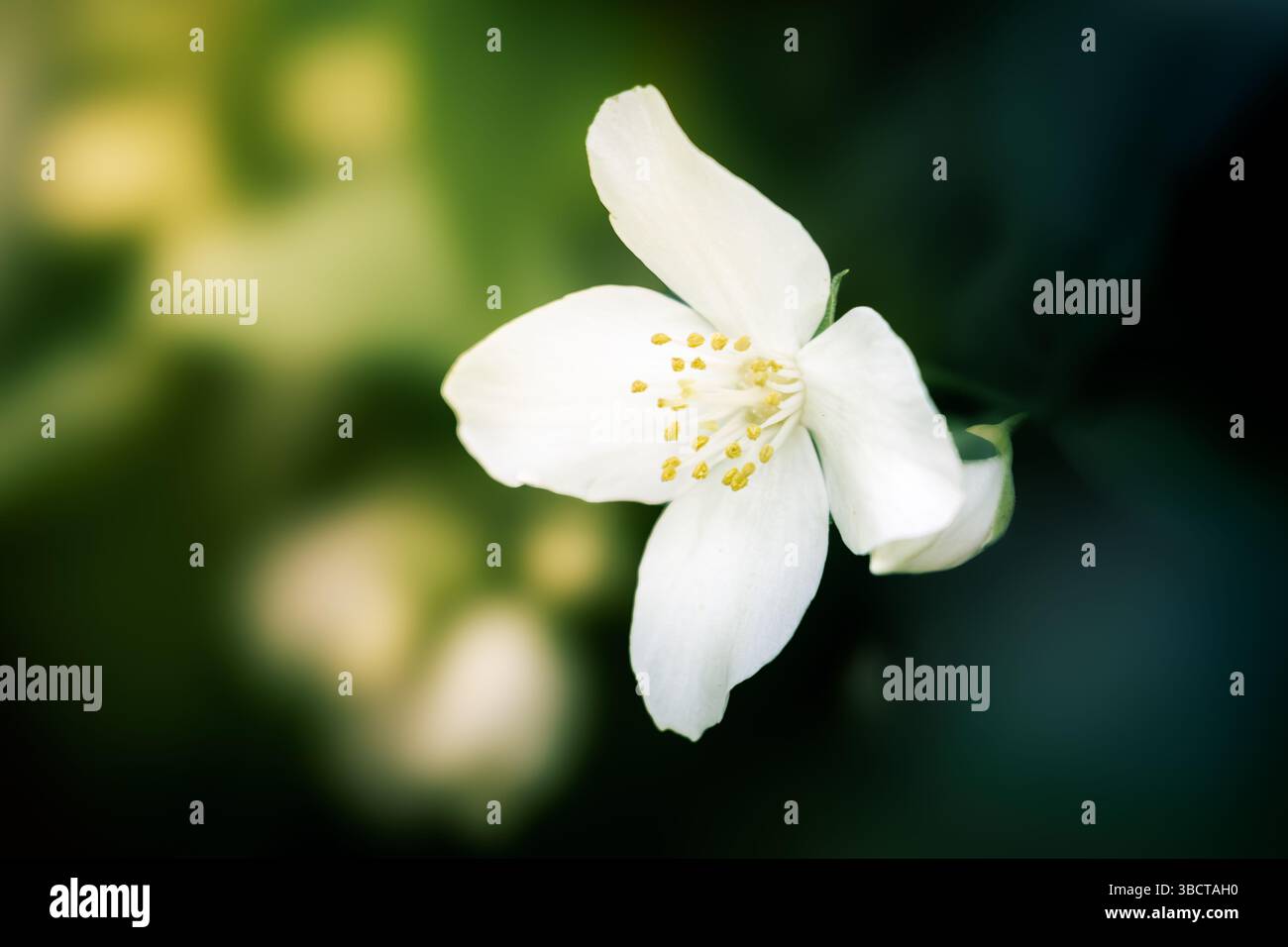Eine weiße Mock-Orange (Philadelphus coronarius) blüht vor einem sanften grünen Hintergrund, ihre seidenen Blütenblätter und goldenen Staubblätter leuchten im Licht. Stockfoto