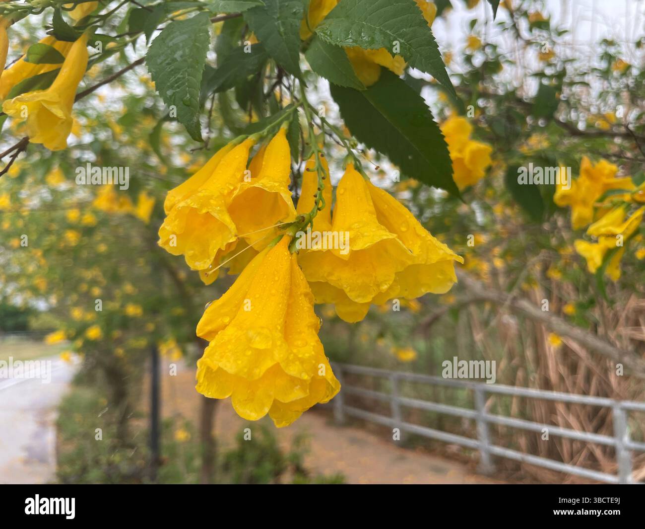 Die Blüten von Golden Tecoma stans glänzen mit frischen Regentropfen – leuchtende, trompetenförmige Blüten, die Landschaften aufhellen und Bestäuber mühelos anziehen. - Smartphone-aufgenommenes Stockfoto