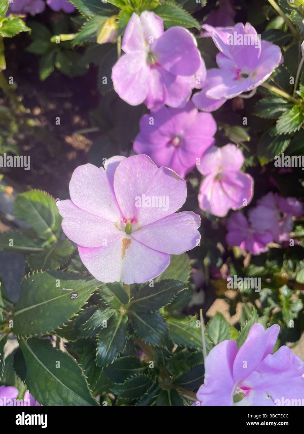 Zarte pinke Impatiens aus Neuguinea blühen im Sonnenlicht hell und verleihen Gärten und Behältern üppige Farben, tropischen Charme und mühelose Schönheit. - Smartphone-aufgenommenes Stockfoto
