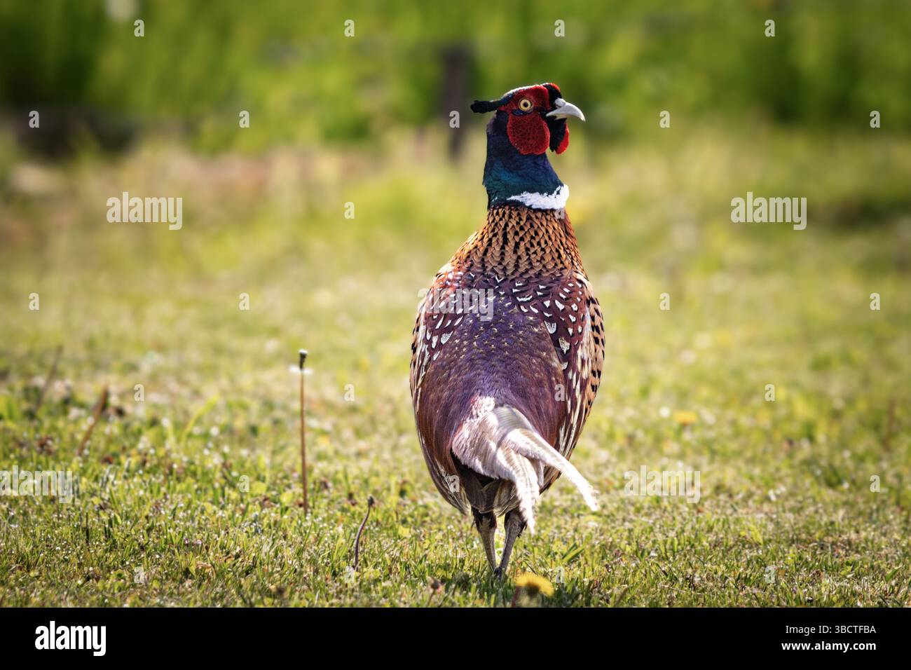 Ein männlicher Fasan steht stolz auf einer offenen Wiese und zeigt sein lebhaftes Gefieder und seine langen Schwanzfedern. Mit seiner auffälligen roten Gesichtshaut, Iris Stockfoto