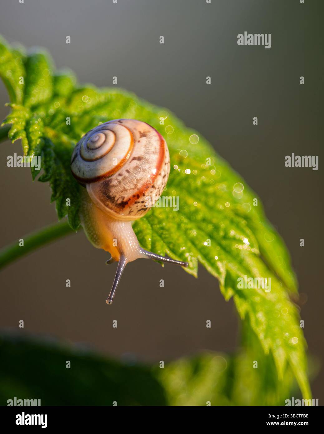 Eine kleine Schnecke gleitet langsam über ein frisches, grünes Blatt und glitzert im frühen Morgentau. Seine Spiralschale fängt das weiche Licht ein, während jeder Tropfen Stockfoto