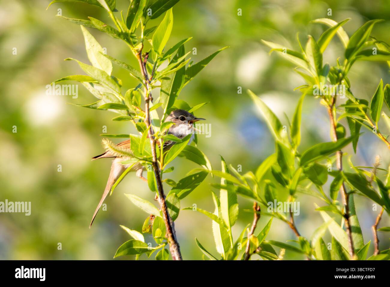 Ein gewöhnlicher Weißbrot blickt hinter üppigen Frühlingsblättern hervor und hält ein Insekt im Schnabel fest. Gefangen in seinem natürlichen Verhalten während der Brutsaison, das Stockfoto