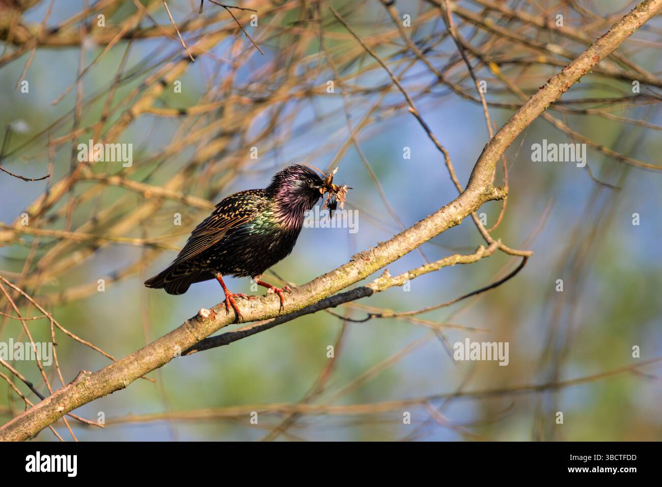 Ein Hochglanz-europäischer Star sitzt auf einem schlanken Zweig und hält Insekten im Schnabel. Seine schillernden Federn schimmern im Morgenlicht und reflektieren Stockfoto