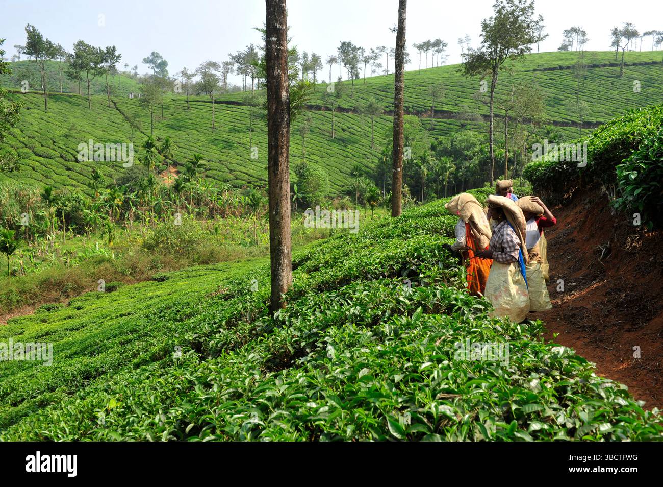 INDE du Sud, Etat du Kerala, District de Wayanad, Plantagen de th/Teeplantage im Bezirk Wayanad, Nordosten von Kerala, Südindien, Asien Stockfoto