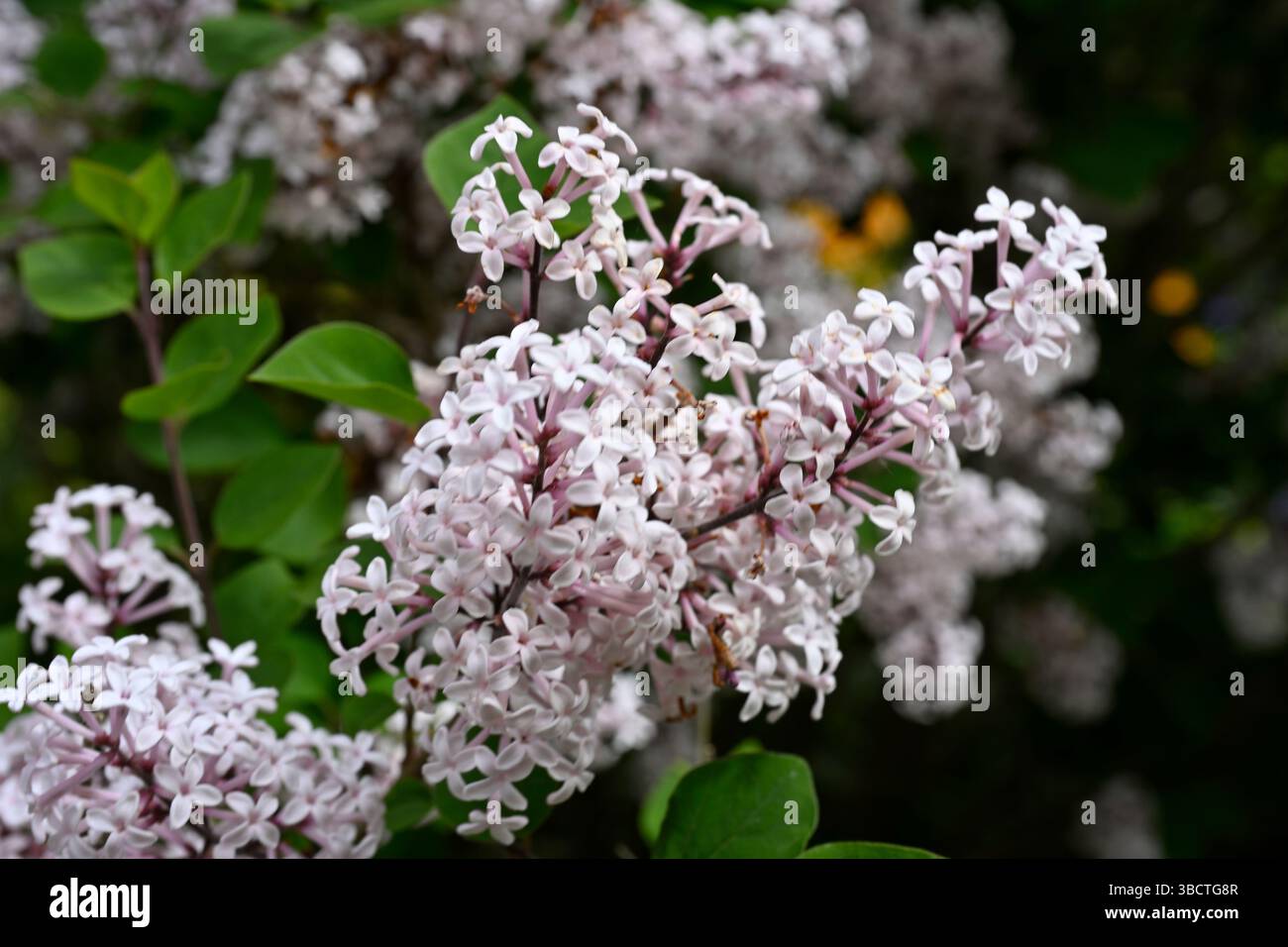 Blassrosa Frühlingsblumen in Flieder, Syringa Josée UK Mai Stockfoto