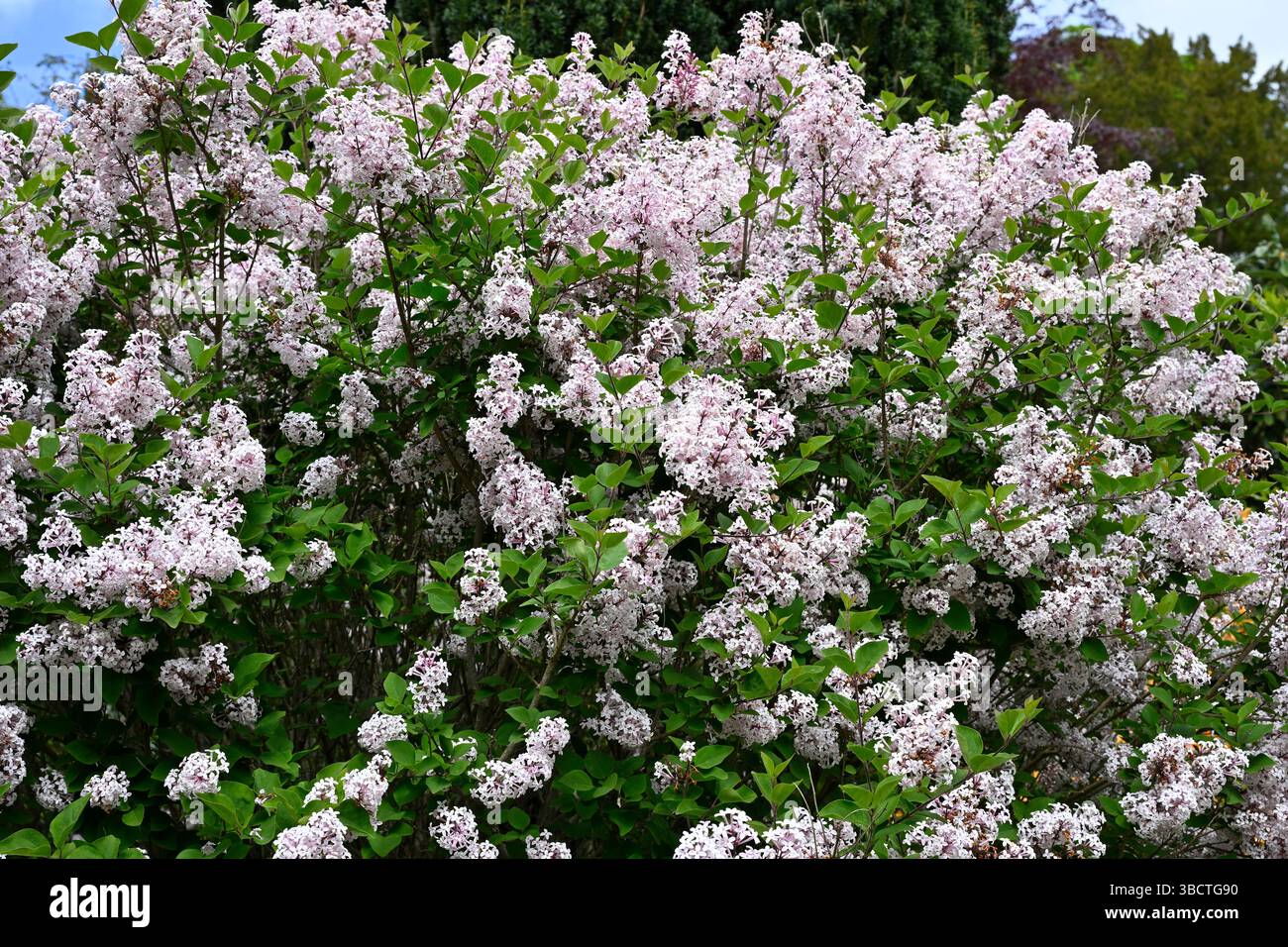 Blassrosa Frühlingsblumen in Flieder, Syringa Josée UK Mai Stockfoto