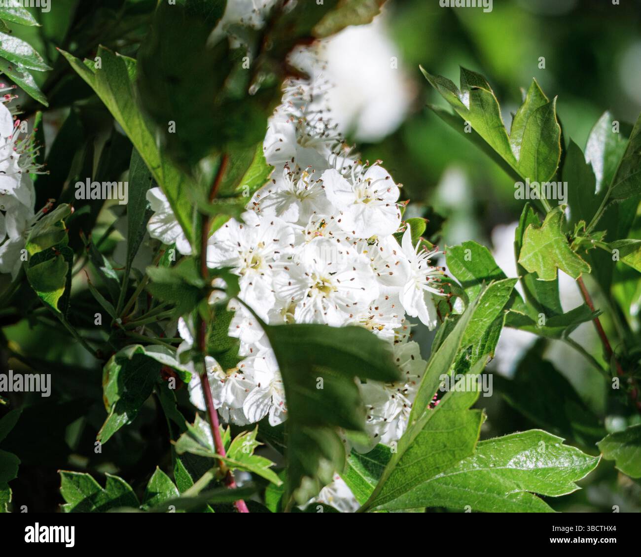 Hawthorn Blossom, Hauxley Northumberland Mai 2025. Stockfoto