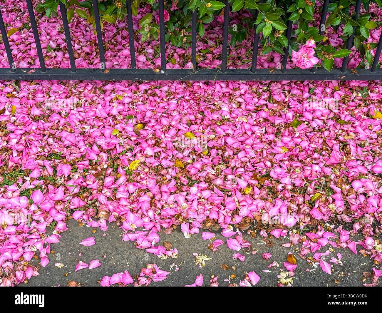 Foto von leuchtenden rosafarbenen Kamelien-Blumen in einem Wohngarten, die nach einem starken Sturm auf den Boden geblasen wurden. Stockfoto
