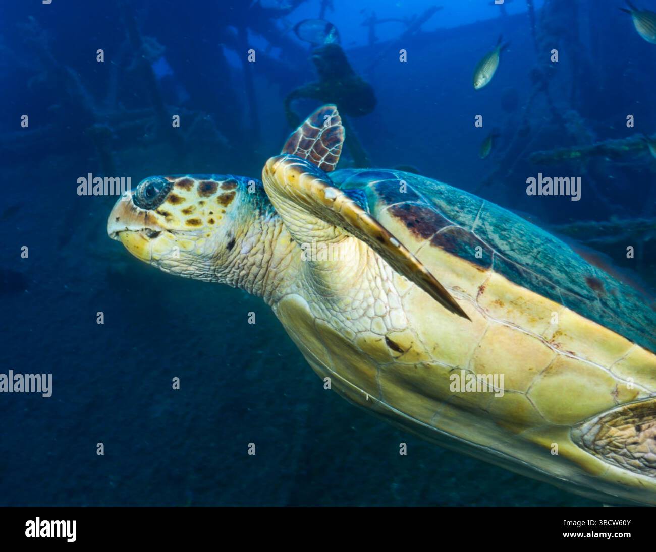 Meeresschildkröte Stockfoto