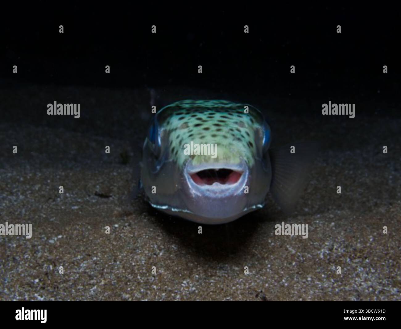 Extrem giftiger Kugelfisch Stockfoto