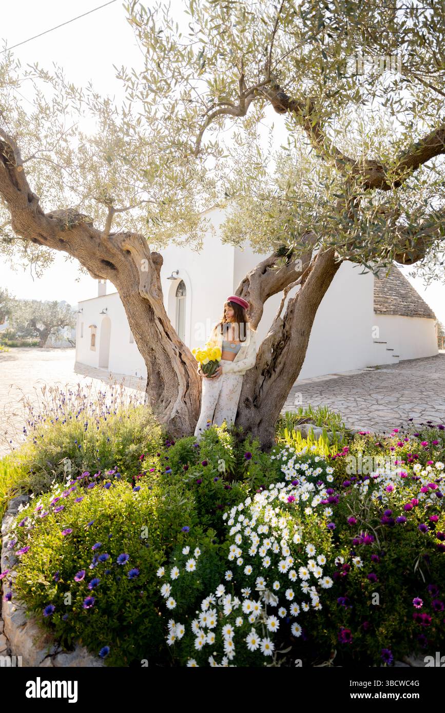 Olivenbaum, umgeben von Lavendel in der Provence, Frankreich  Stockfotografie - Alamy