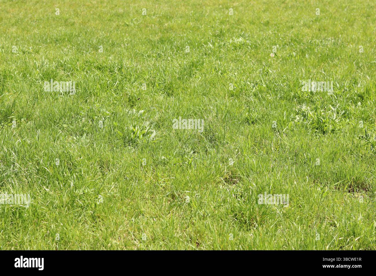 Gras auf dem Rasen, natürlicher Hintergrund. Ungeschnittenes Gras auf der Wiese. Frühling oder Sommer Hintergrund mit hellgrünem Gras. Selektiver Fokus. Nahansicht Stockfoto
