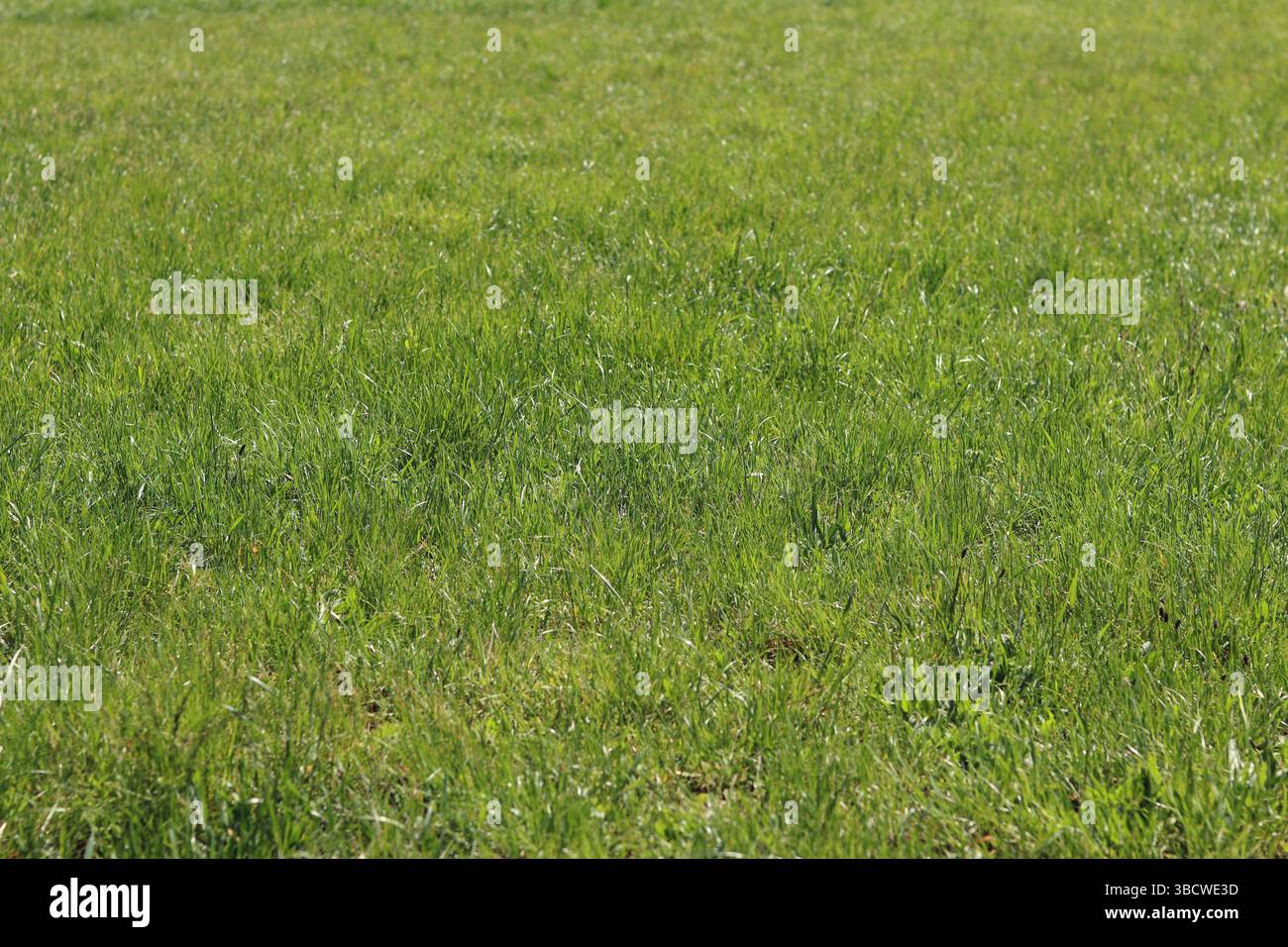Gras auf dem Rasen, natürlicher Hintergrund. Ungeschnittenes Gras auf der Wiese. Frühling oder Sommer Hintergrund mit hellgrünem Gras. Selektiver Fokus. Nahansicht Stockfoto