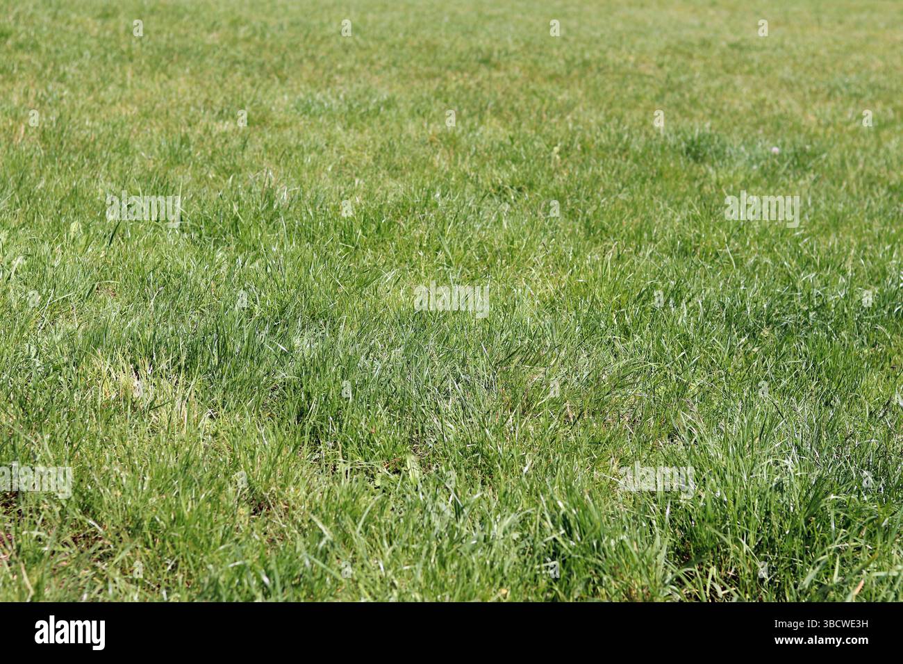 Gras auf dem Rasen, natürlicher Hintergrund. Ungeschnittenes Gras auf der Wiese. Frühling oder Sommer Hintergrund mit hellgrünem Gras. Selektiver Fokus. Nahansicht Stockfoto