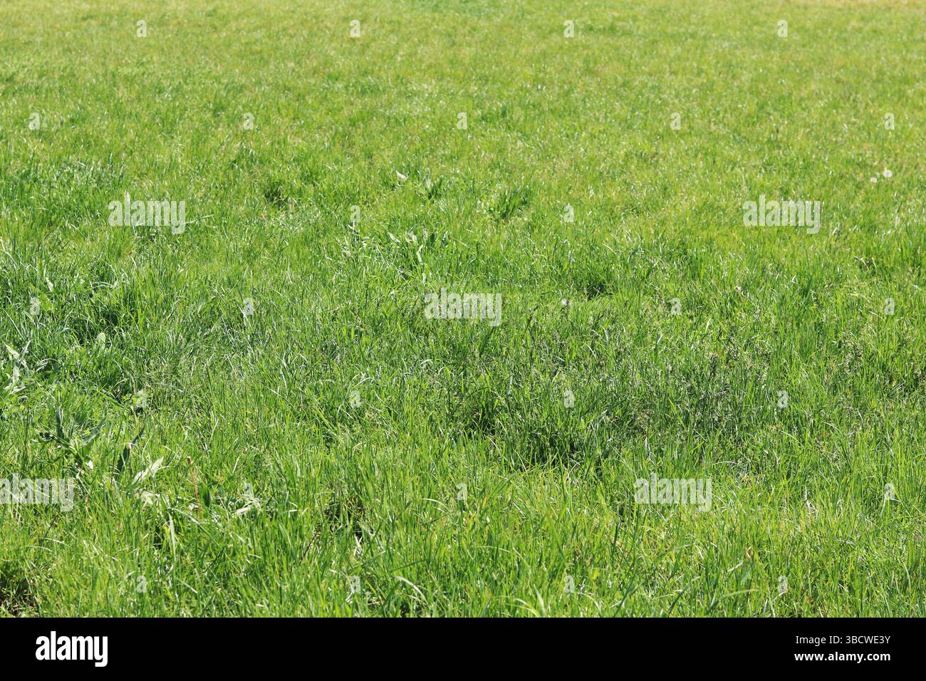 Gras auf dem Rasen, natürlicher Hintergrund. Ungeschnittenes Gras auf der Wiese. Frühling oder Sommer Hintergrund mit hellgrünem Gras. Selektiver Fokus. Nahansicht Stockfoto