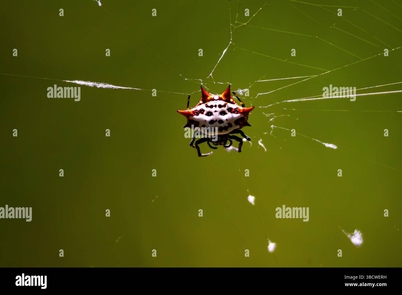 Nahaufnahme einer Spinne mit rotem Rücken. Auf diesem Foto sieht man den Kontrast zwischen den roten Stacheln und dem schwarz-weißen Körper der Spinne Stockfoto