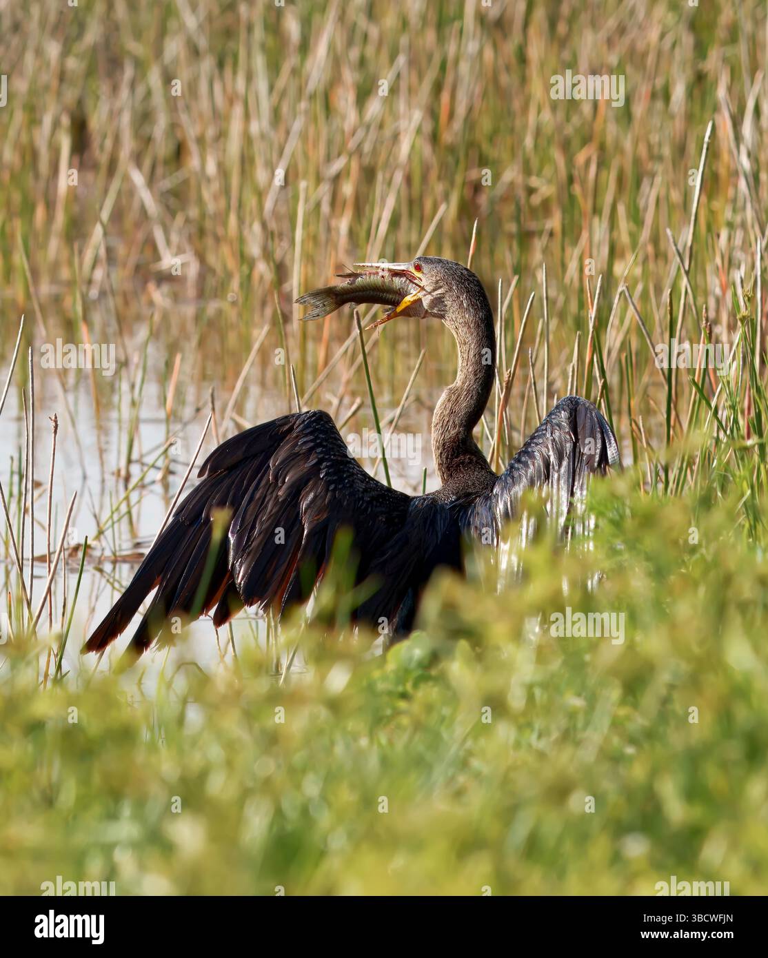 Anhinga-Vogel (auch bekannt als Schlangenvogel oder Darter) mit einem frisch gefangenen Fisch. Gesehen in Port St Lucie, Florida, USA Stockfoto