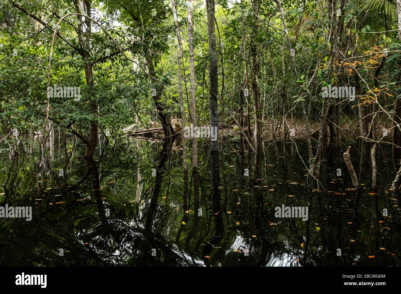 Schwarzwasser überflutete Wälder des Amazonasbeckens. Dieser besondere Lebensraum ist ein schwarzwassersumpf, langsam bewegendes Wasser, dunkel wie Tee, aber klar. Stockfoto
